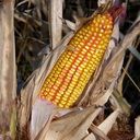 corn (Oops! image not found)